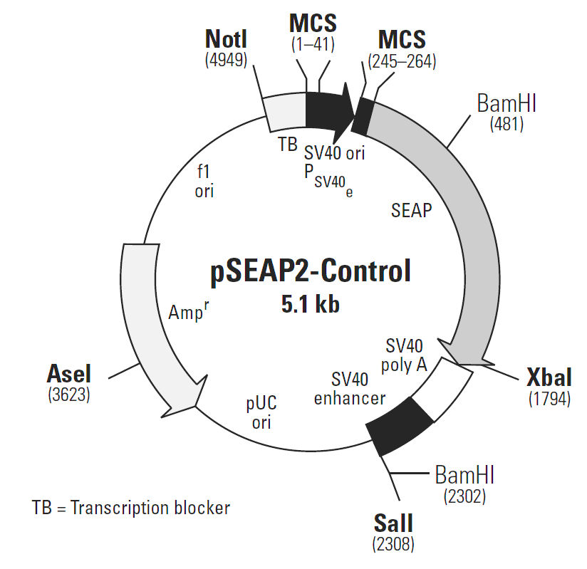 pSEAP2-Control载体图谱